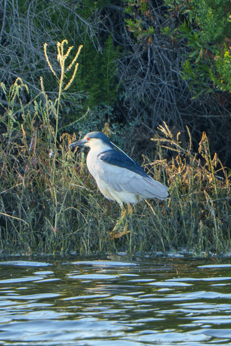 iNaturalist observation photo of Black-crowned Night Heron