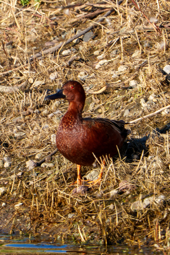 iNaturalist observation photo of Cinnamon Teal