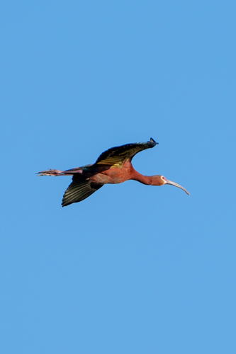iNaturalist observation photo of White-faced Ibis