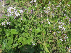 Raphanus sativus raphanistroides