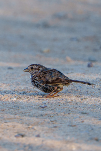 iNaturalist observation photo of Song Sparrow