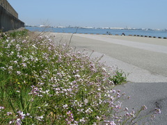 Raphanus sativus raphanistroides