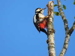 Dendrocopos major