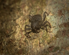 Onidistus araneus