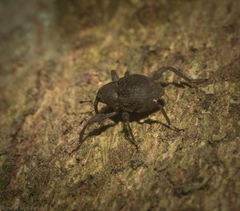 Onidistus araneus