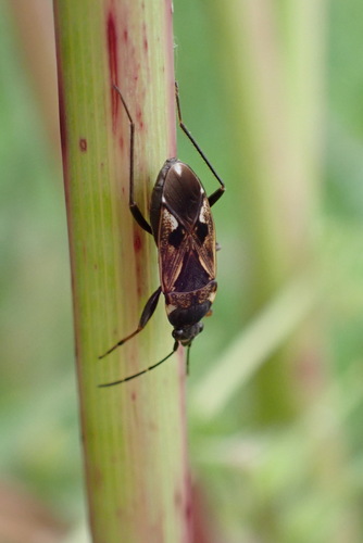bright-spotted groundbug