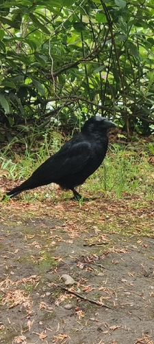 Carrion Crow