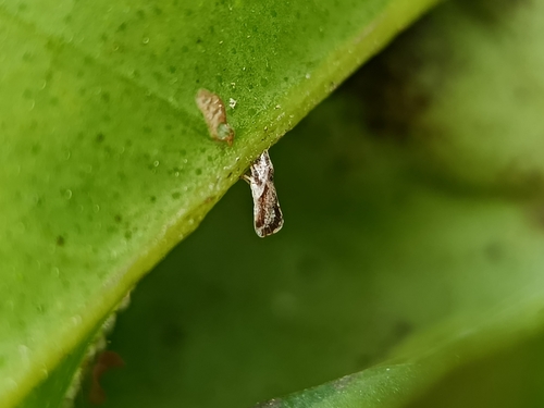 Asian Citrus Psyllid