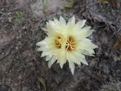 Coryphantha pallida