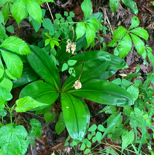 Clintonia umbellulata, photograph 3