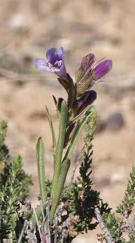 Penstemon franklinii