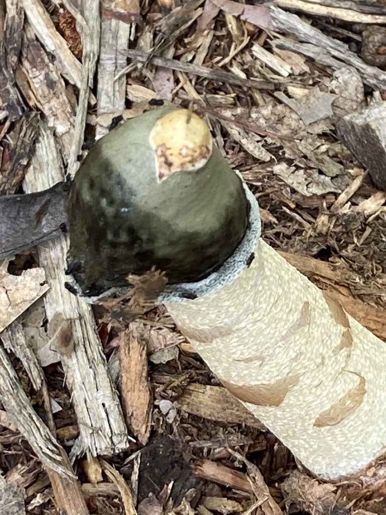 Ravenel's stinkhorn · May 2026 · photo: Photo: no rights reserved · iNaturalist