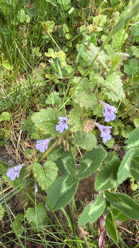 ground-ivy