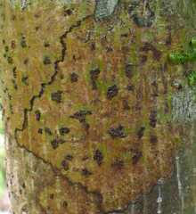 Bathelium carolinianum