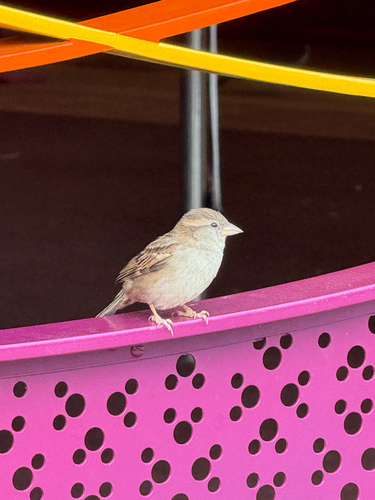 House Sparrow