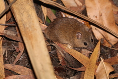 Melomys
