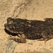 Rhinella merianae - Photo (c) Paul Prior, some rights reserved (CC BY), uploaded by Paul Prior
