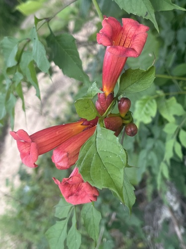 American trumpet vine