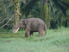 Elephas maximus borneensis