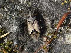 Nysius huttoni
