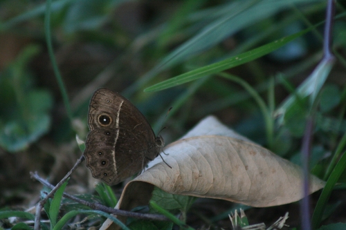 Common Bush Brown