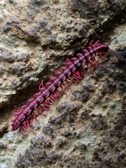 Helicorthomorpha