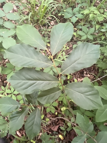 Small-Flower Pawpaw