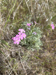 (c) Bryan Vroom, some rights reserved (CC BY) Phlox longifolia, photograph (c) Bryan Vroom, some rights reserved (CC BY)