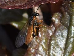 Athalia cordata