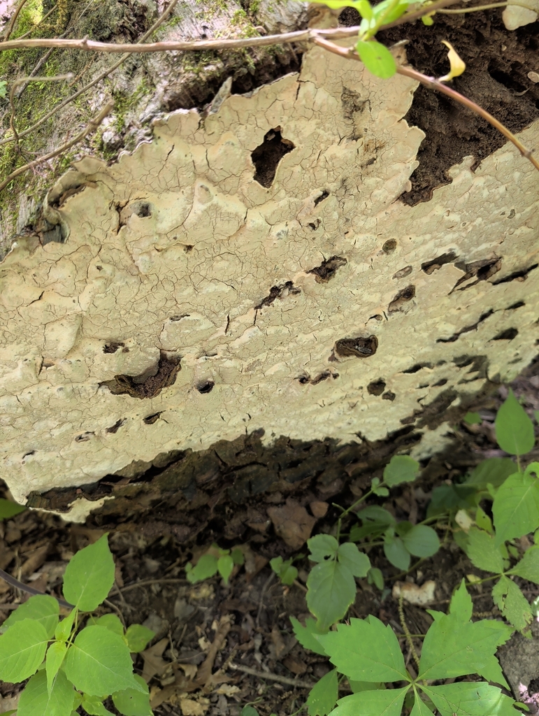 Xylobolus subpileatus