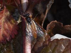 Athalia cordata