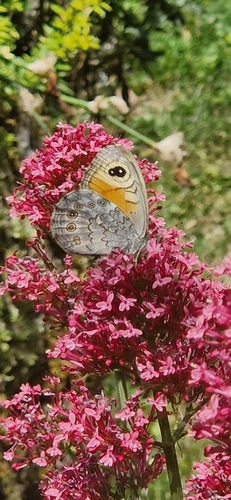 Large Wall Brown
