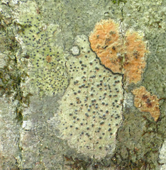 Pseudosagedia cestrensis