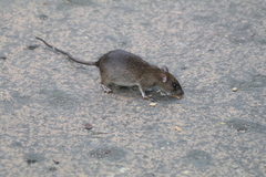 Rattus tanezumi