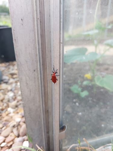 Common Cardinal Beetle