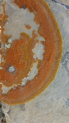 Xanthomendoza trachyphylla