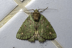 Dindica polyphaenaria