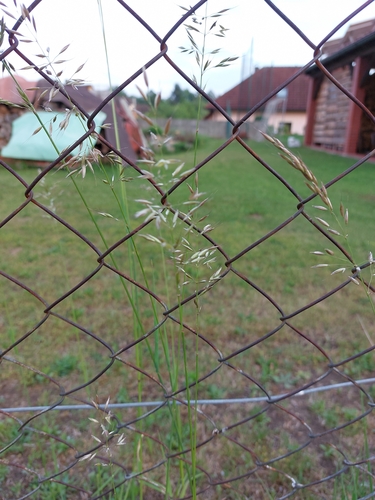 tall oat grass