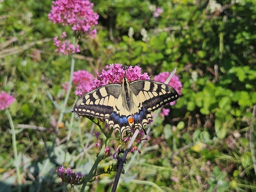 Old World Swallowtail