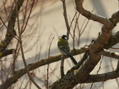 Parus major