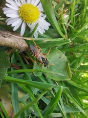 Nomada