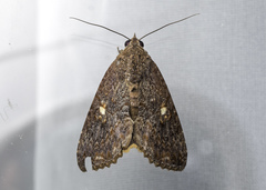 Odontodes seranensis