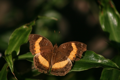 Yellow-banded Pansy