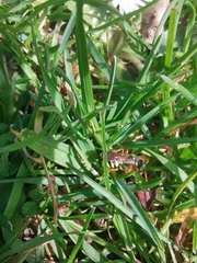 Nomada
