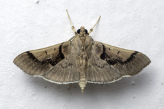 Omiodes barcalis