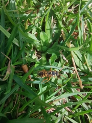 Nomada