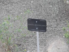 Genista ancistrocarpa
