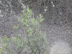 Genista ancistrocarpa