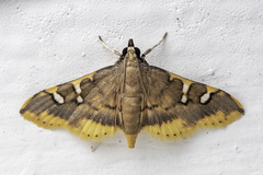 Prophantis adusta
