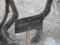 Sophora davidii